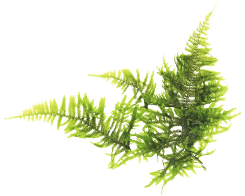 Kerstboommos - Vesicularia montagnei, Kerstmos In-Vitro