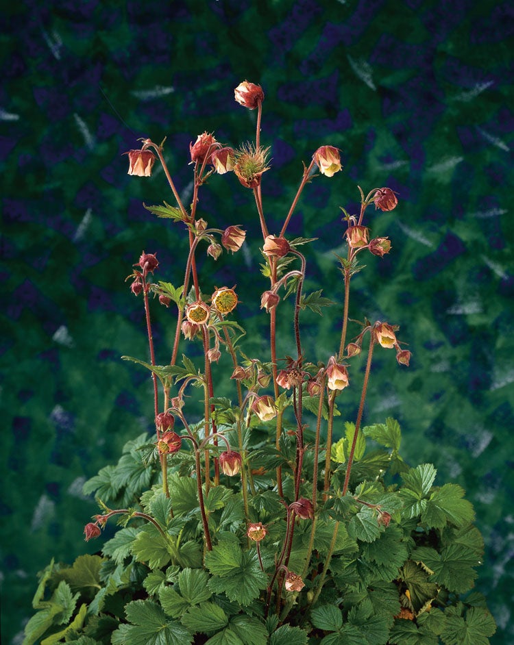 Knikkend Nagelkruid (Geum rivale) D 9 H 20 cm
