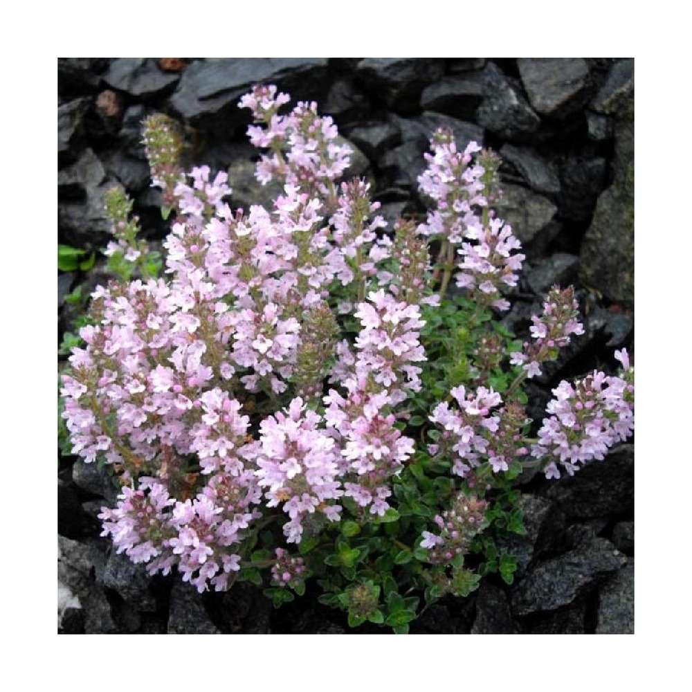Thym chevelu comosus/thymus comosus[-]godet