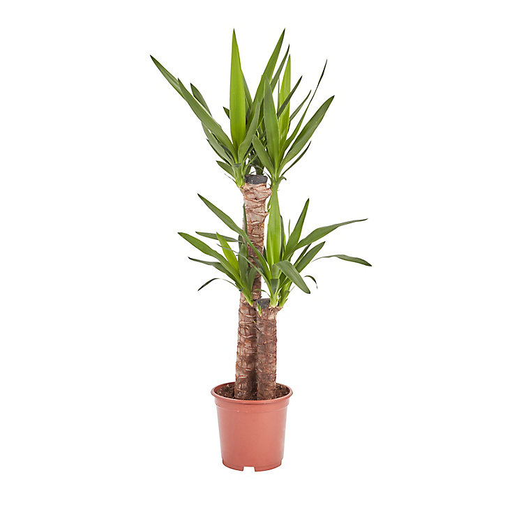 Yucca moyen, 19cm