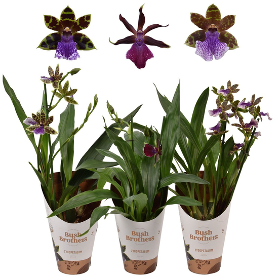 Orchidée - Zygopetalum 2 tiges D12-H45