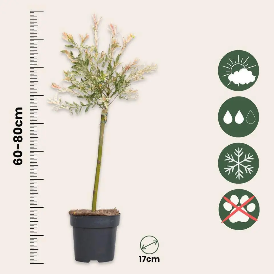 Bonte dwergwilg - Set van 4 - Salix integra 'Flamingo' - Hoogte 60-80cm - ⌀17cm