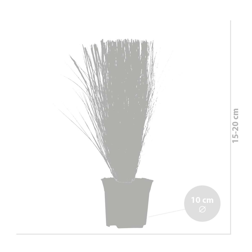 6x stipa tenuifolia 'ponytails' - herbe à plumes - rustique – ⌀10,5 cm - ↕15-20 cm