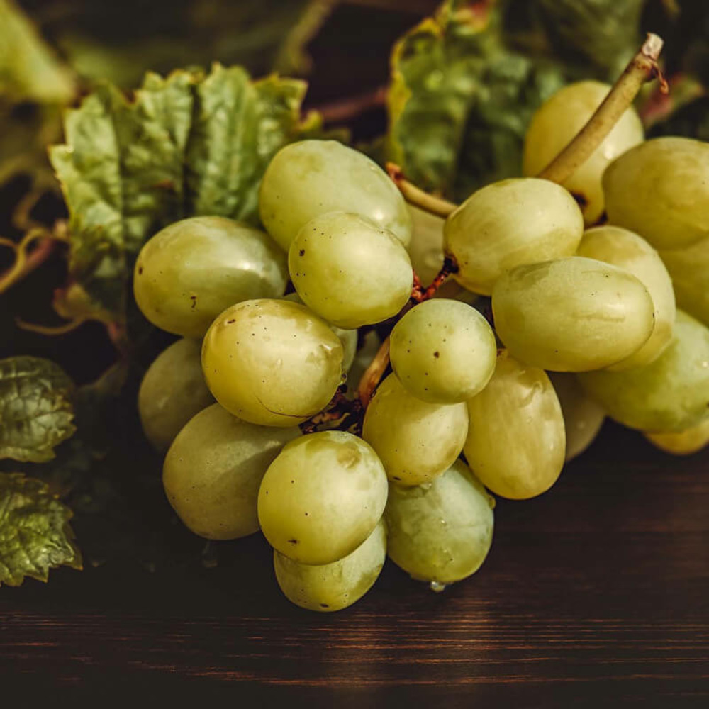 Vigne 'italia' - conteneur 3l - taille 60/100cm