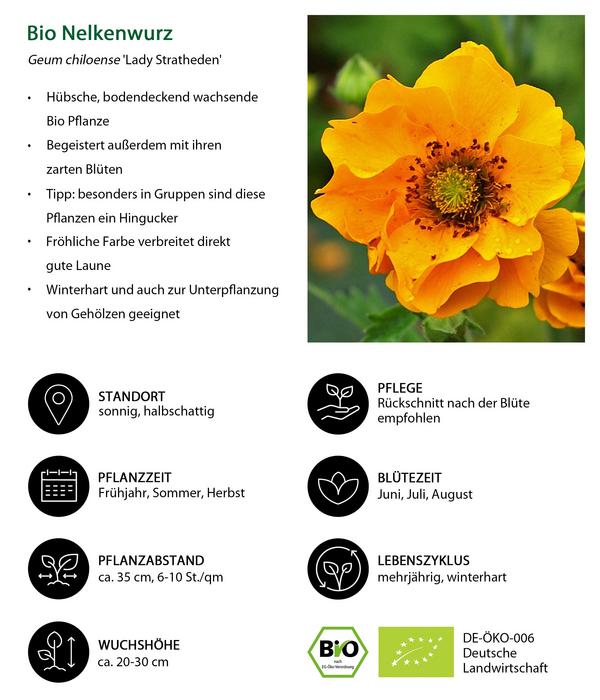 Bio Nelkenwurz 'Lady Stratheden'