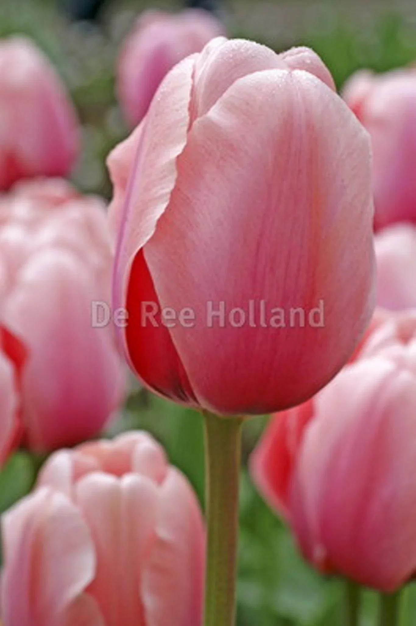 Tulipa (Darwinhybrid-Group) 'Salmon Impression' Tulipan 'Salmon Impression' ØKO