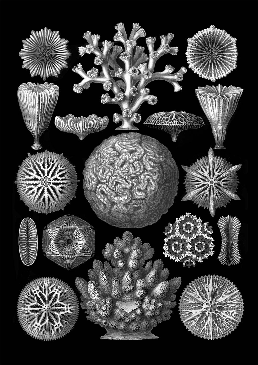 Hexacoralla von Haeckel