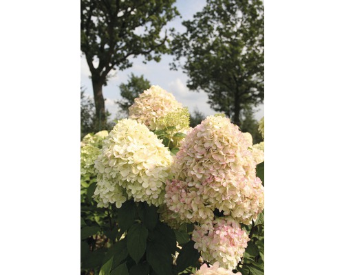 Pluimhortensia FloraSelf Hydrangea paniculata 'Limelight' H 80-100 cm Co 10 L