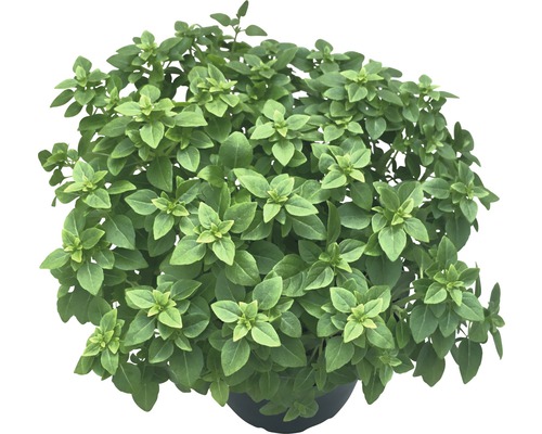 Biologische basilicum FloraSelf Biologische Ocimum basilicum 'Piccolino' Ø 12 cm pot