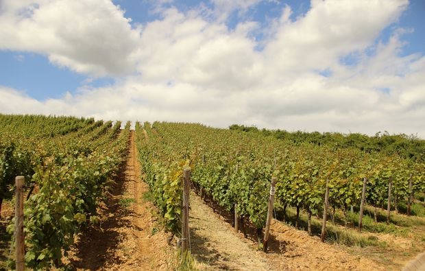 Weinbergsrundfahrt im Holder in Guldental als Geschenkidee