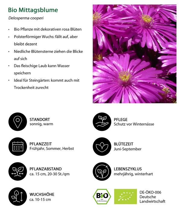 Bio Mittagsblume