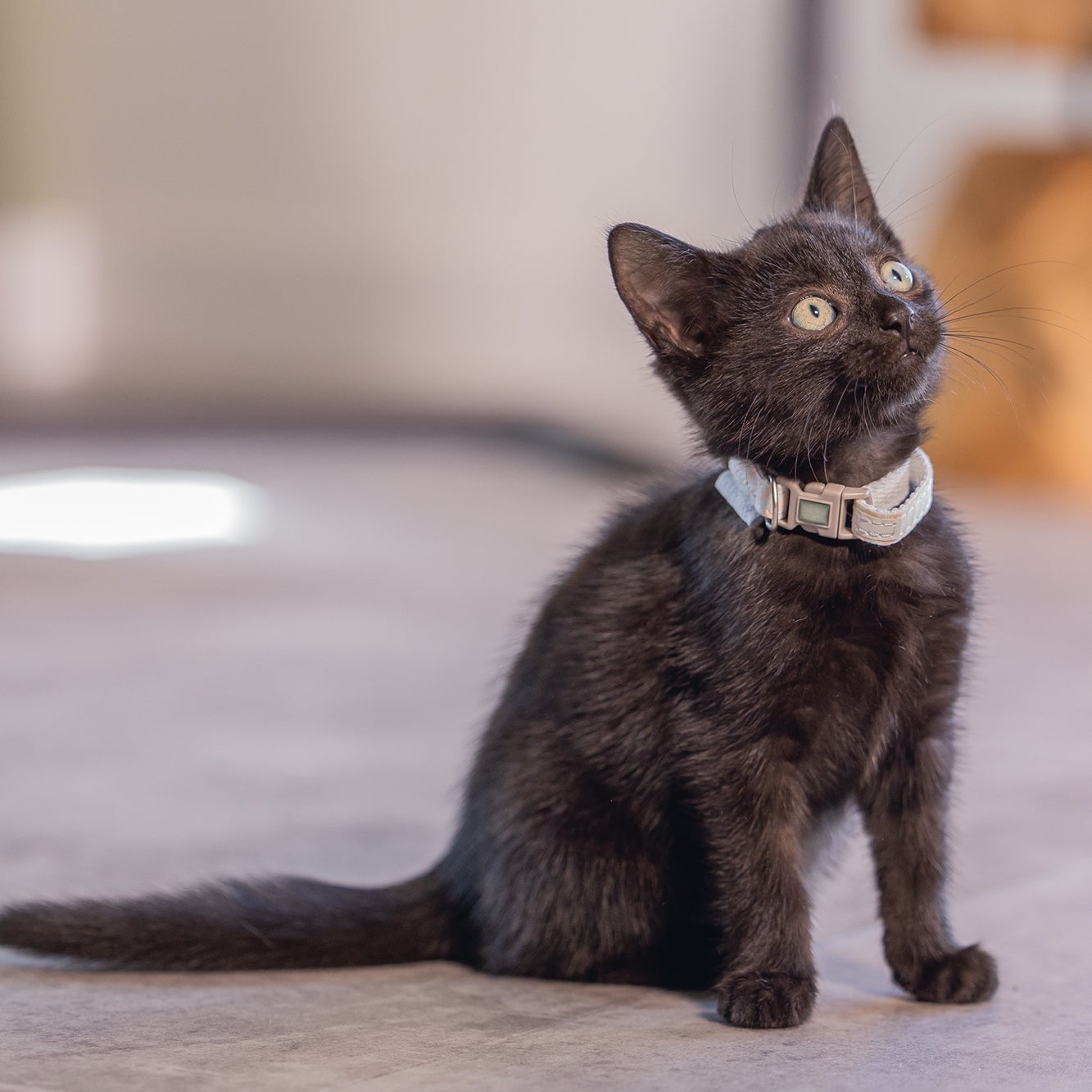 Beeztees kattenhalsband Blixa roze 16-23 x 1 cm