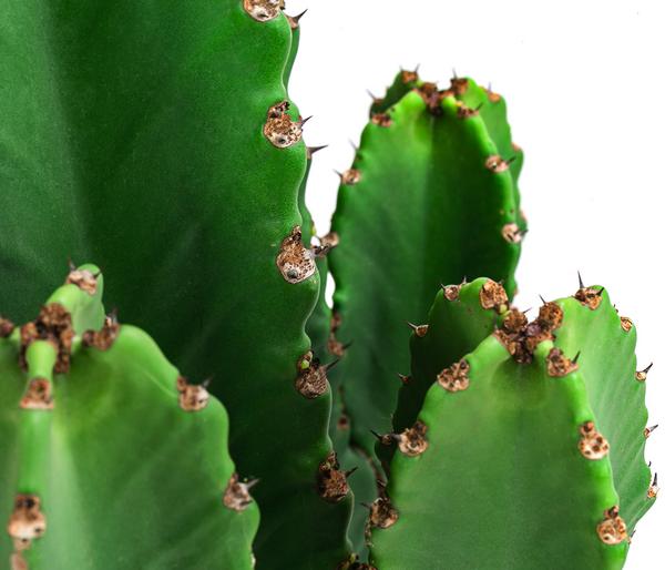 Kaktus-Wolfsmilch - Euphorbia ingens