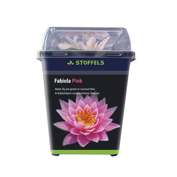 Nymphaea fabiola rose précultivé