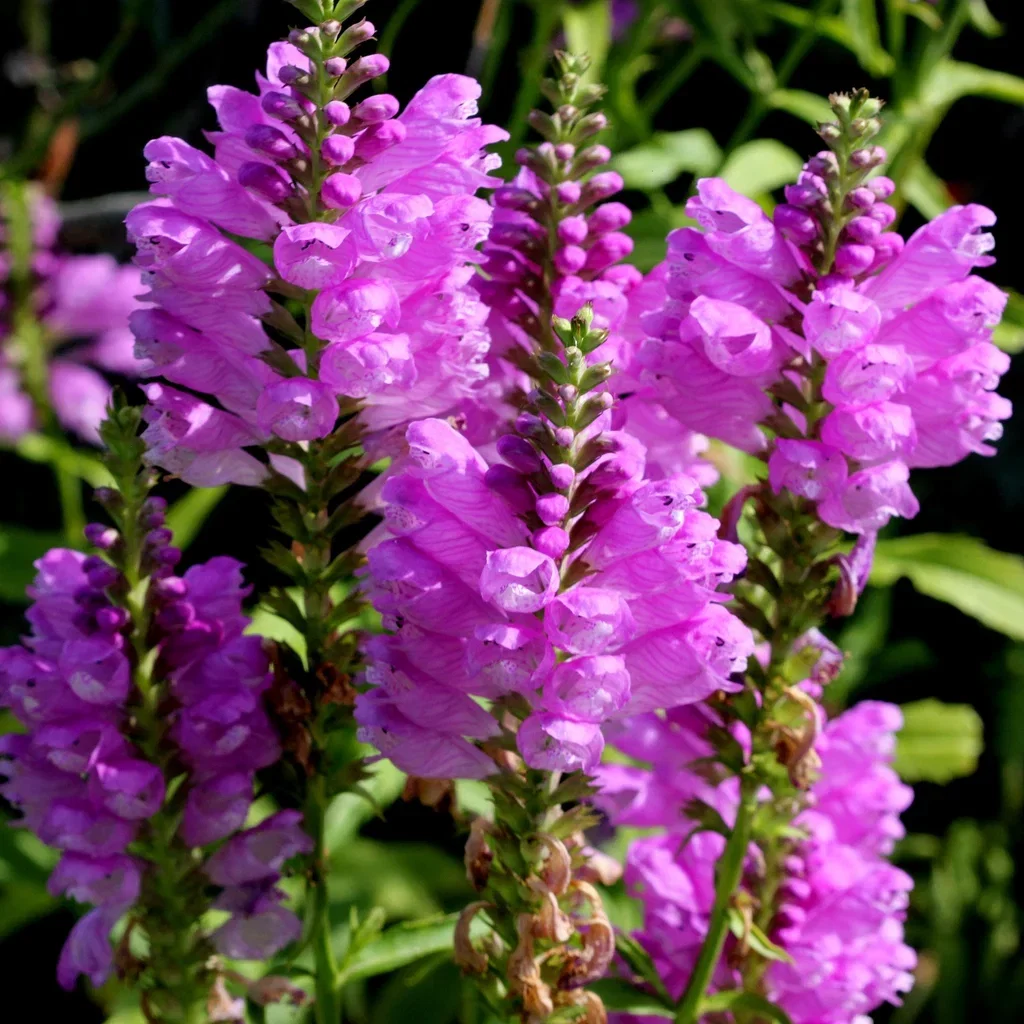 Physostegia virginiana 'Bouquet Rose' Virginialeddblomst 'Bouquet Rose' Ø11 cm