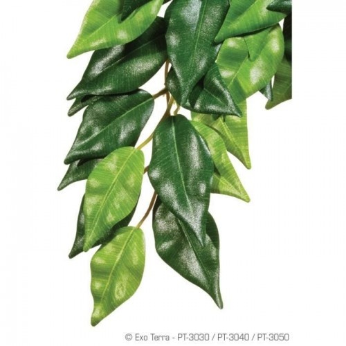 Planta Ficus Exo Terra para terrários