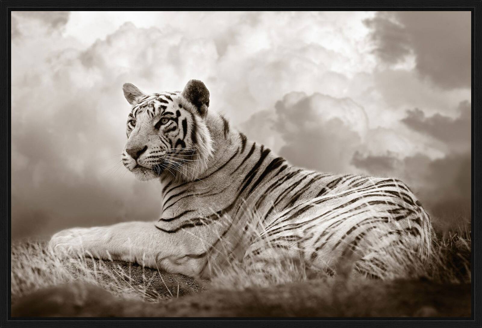 Tiger Queen by Horst Klemm - Limited Edition. Edition of: 150. Signed.