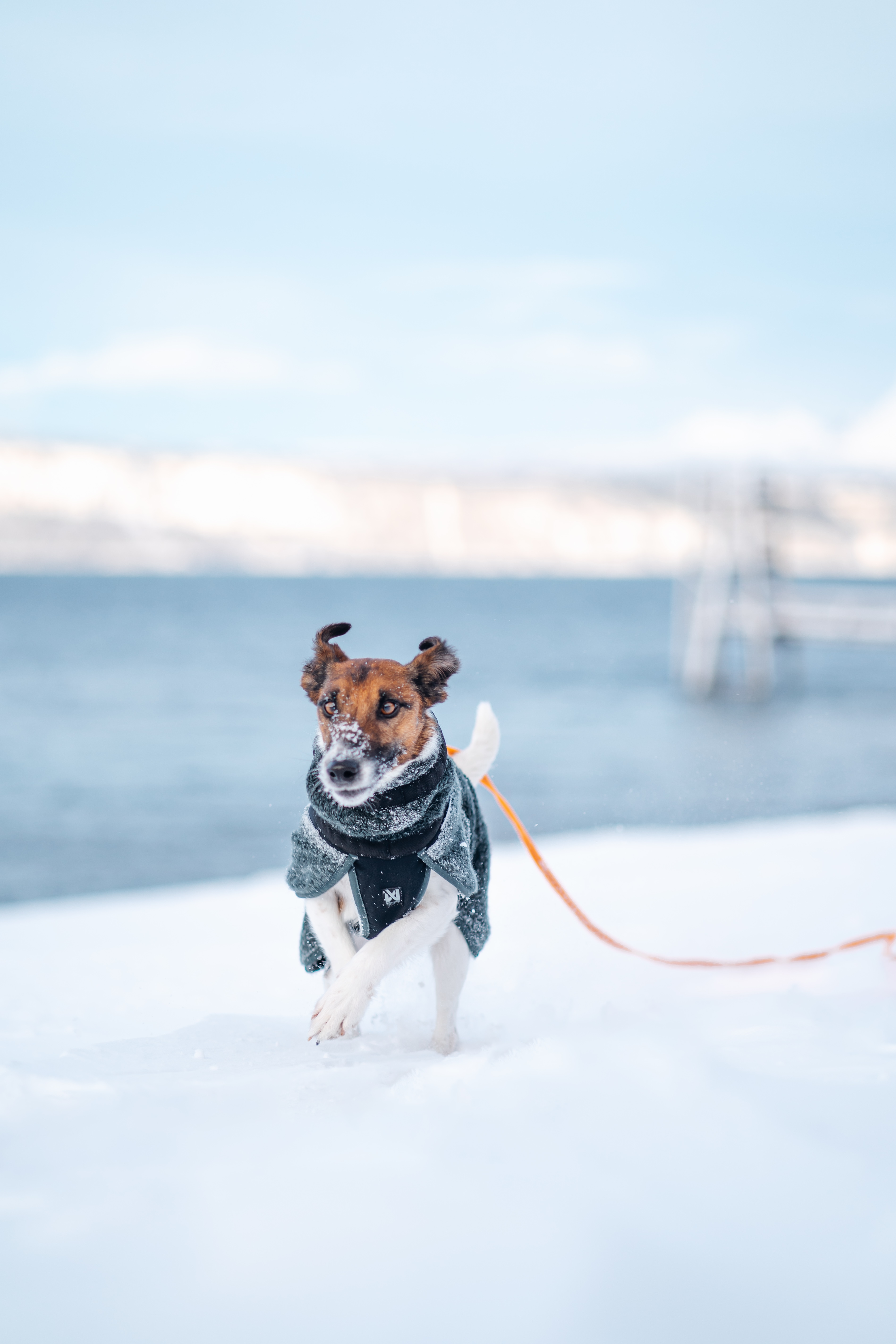Non-Stop Dogwear Wool dog jacket<br>Absorberer fuktighet uten å bli kald eller føles våt