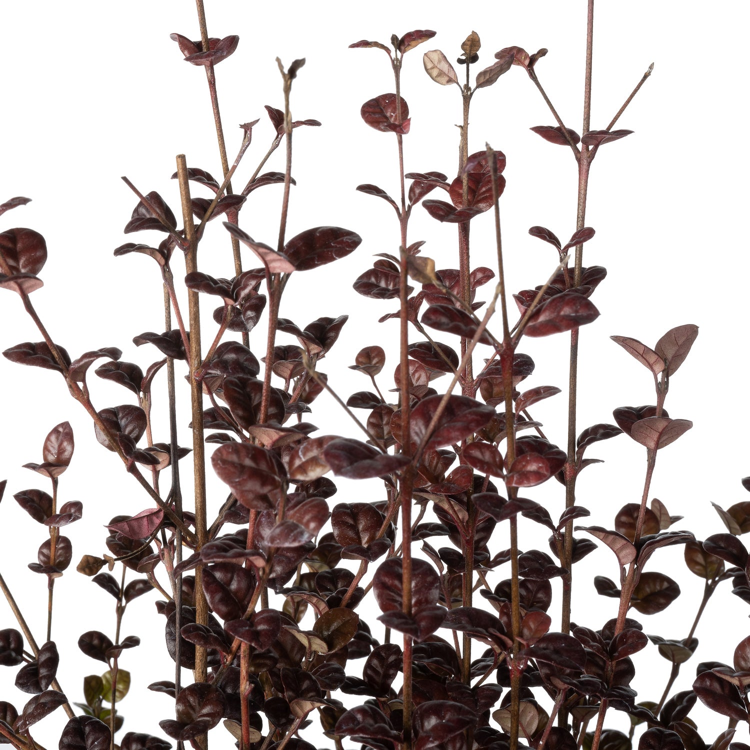 Nieuw-Zeelandse mirte (Lophomyrtus ralphii 'Black Pearl') D 17 H 25 cm