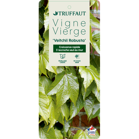 Parthenocissus Veitchii Robusta : ctr de 3 litres