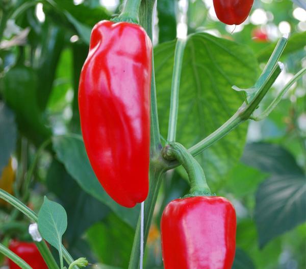 Snackpaprika, rot