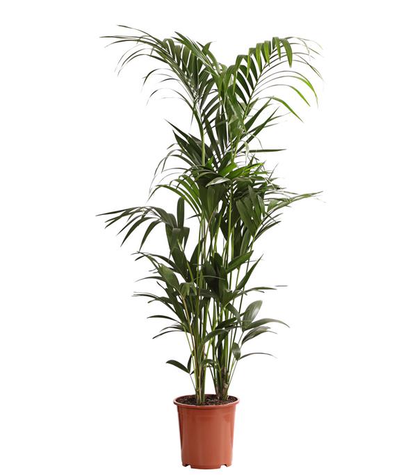 Kentiapalme - Howea forsteriana