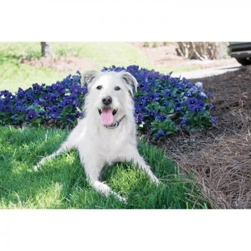 Sistema de adestramento canino Petsafe