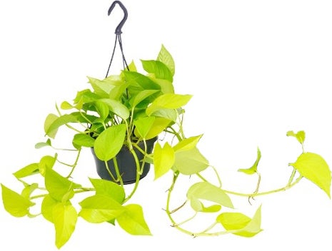 Drakenklimop in hangpot (Epipremnum pinnatum 'Golden Pothos') D 15 H 40 cm