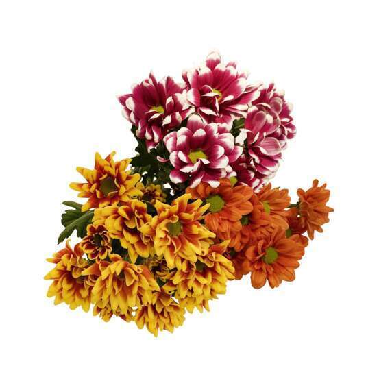 Botte de Chrysanthèmes unifleur - 3 tiges : coloris variables