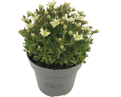 Vaste planten voor het voorjaar FloraSelf, diverse soorten, pot Ø 12 cm