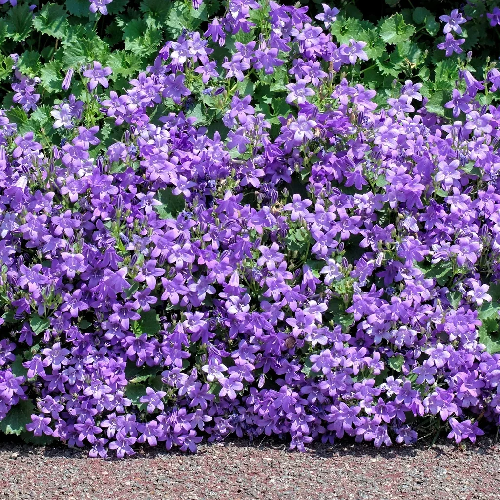 Campanula portenschlagiana Krypklokke Ø11 cm