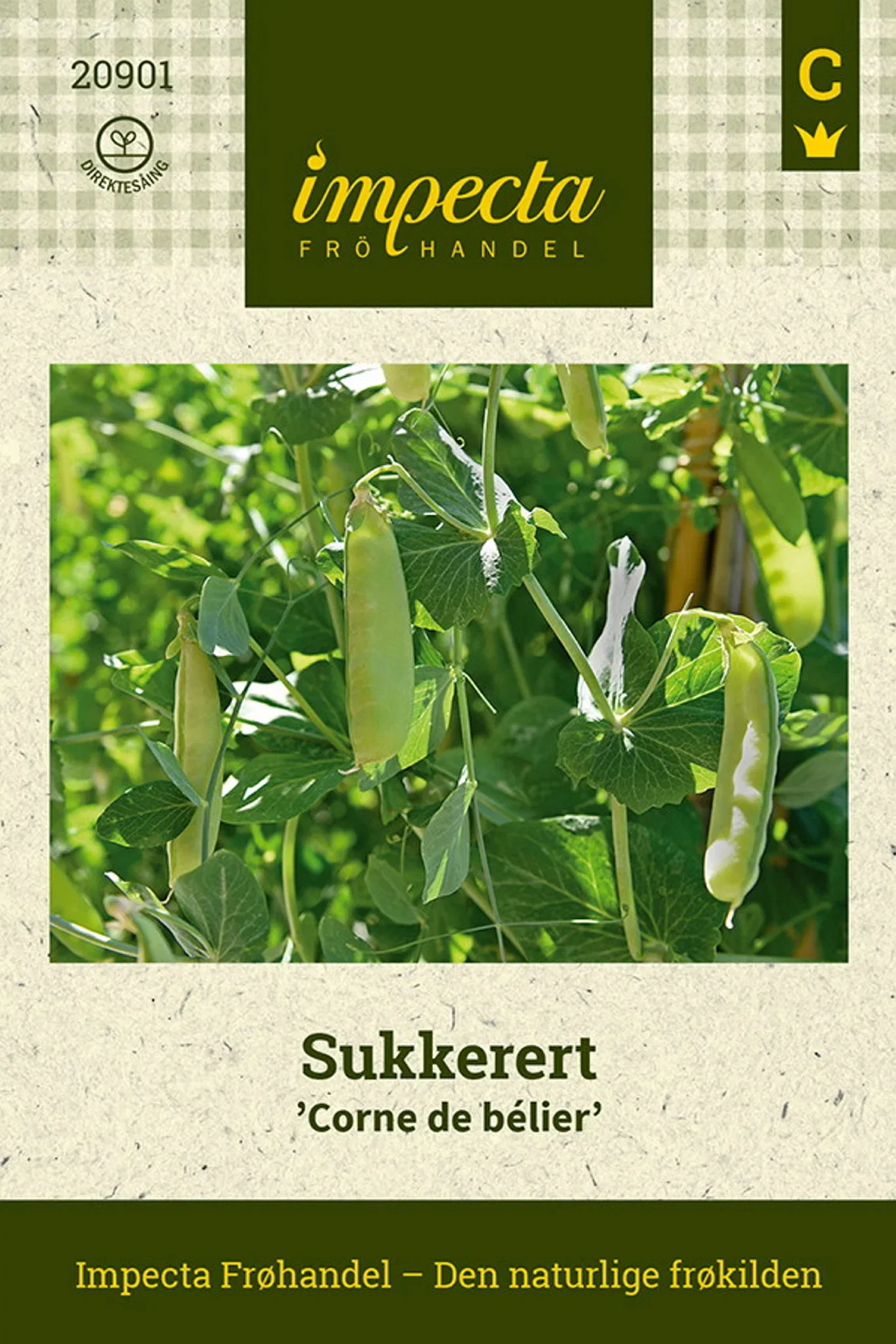 Pisum sativum 'Corne de bélier' Sukkerert 'Corne de bélier'