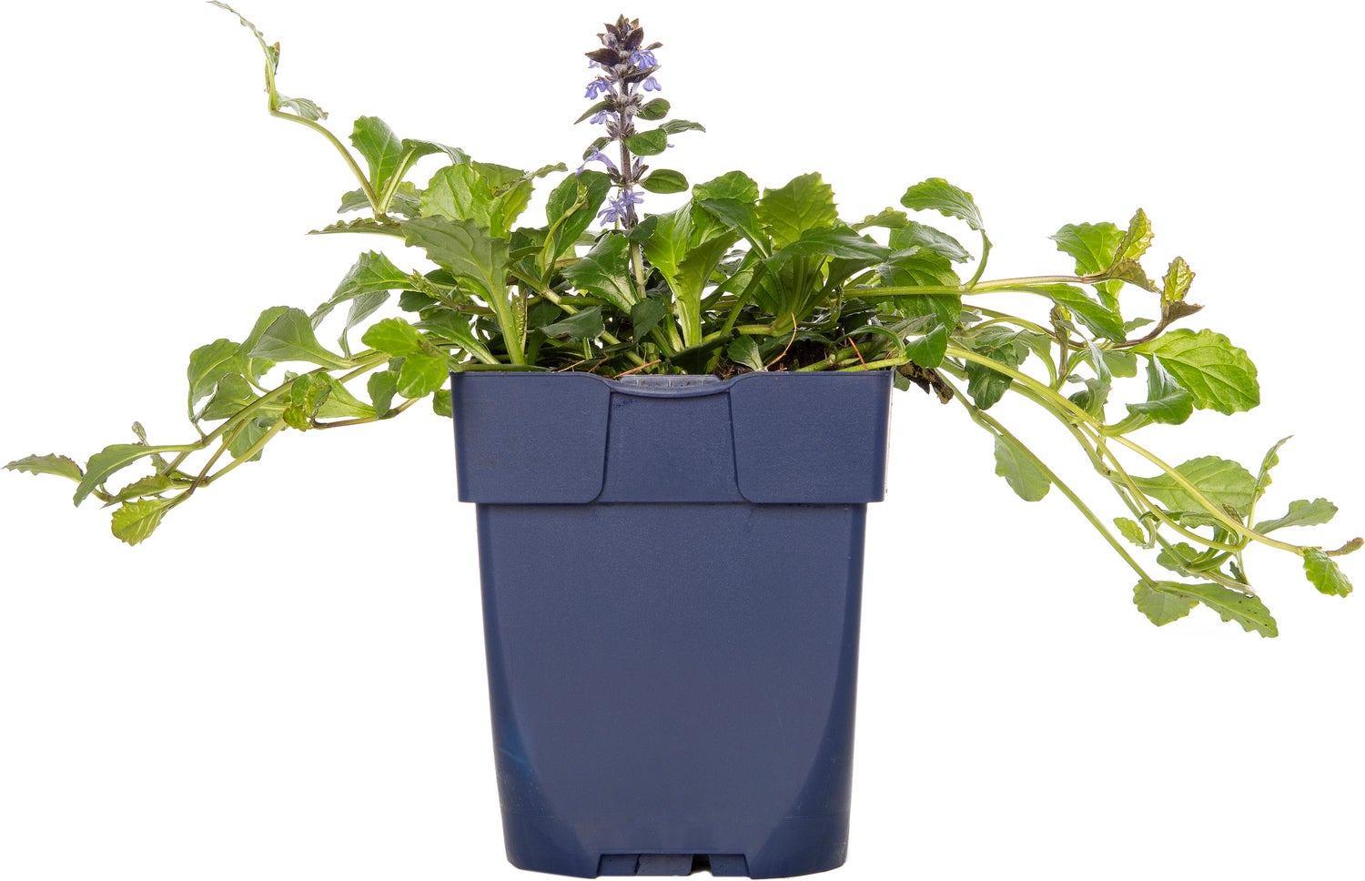 Zenegroen (Ajuga reptans) D 15 H 15 cm