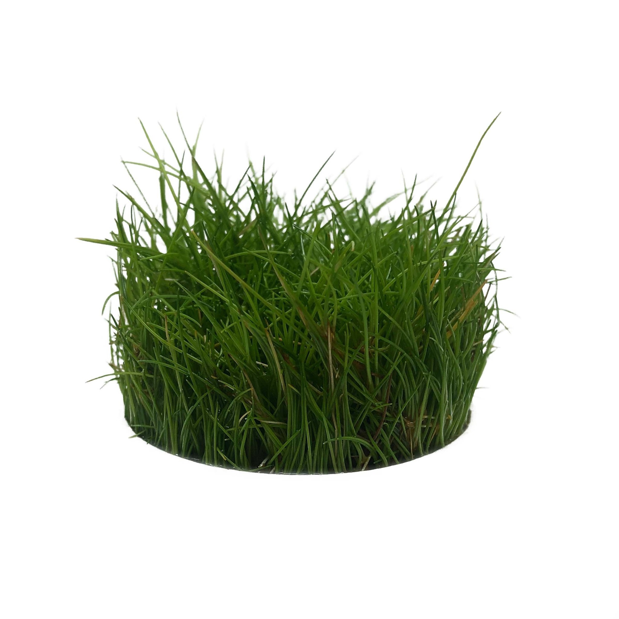 Waterplant Eleocharis Parvula in vitro bakje