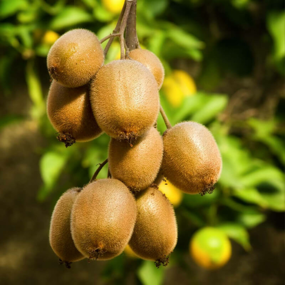Kiwi auto-fertile actinidia 'solo' - conteneur 3l - taille 60/80cm