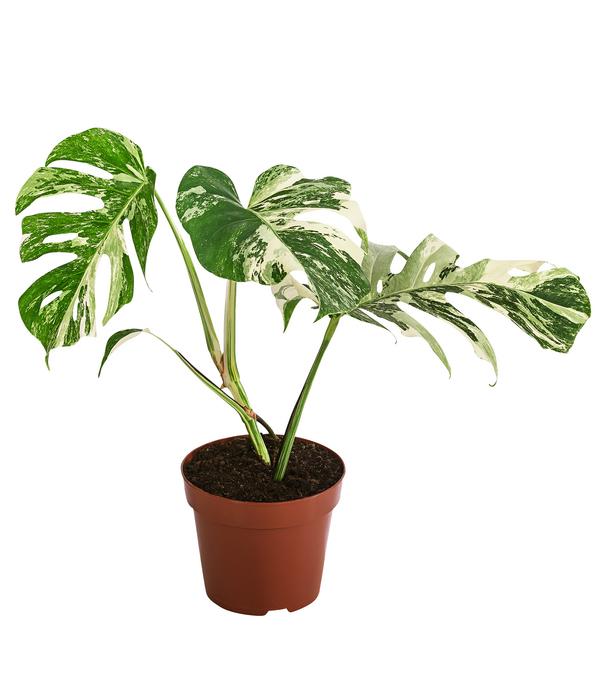 Fensterblatt - Monstera deliciosa 'Variegata',