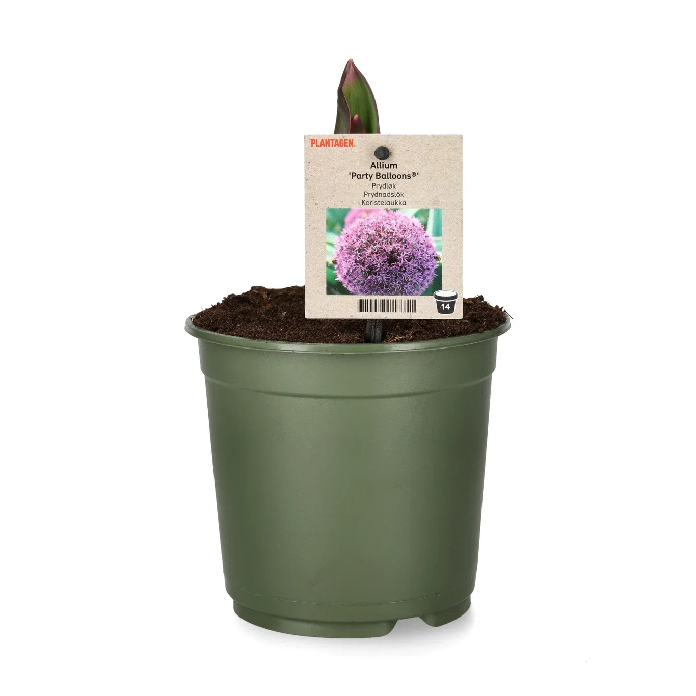 Allium 'Party Balloons' Prydløk 'Party Balloons' Ø14 cm