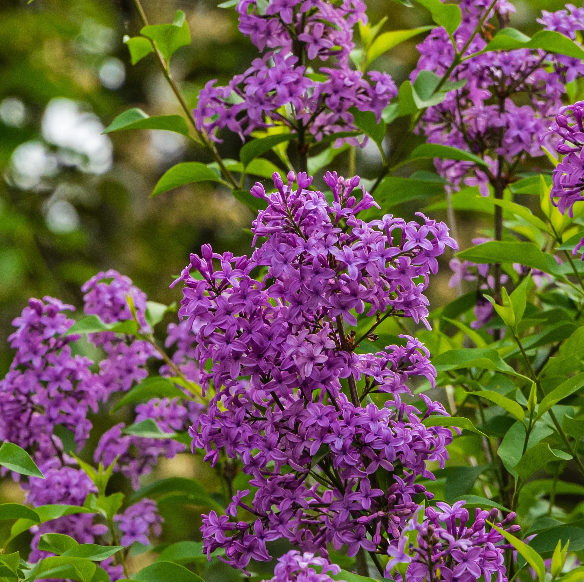 Syringa BLOOMERANG® DARK PURPLE ('Smsjbp7') Syrin BLOOMERANG® DARK PURPLE oppstammet Høyde 120 cm