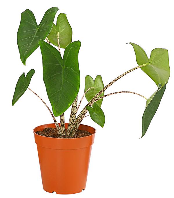 Pfeilblatt - Alocasia zebrina