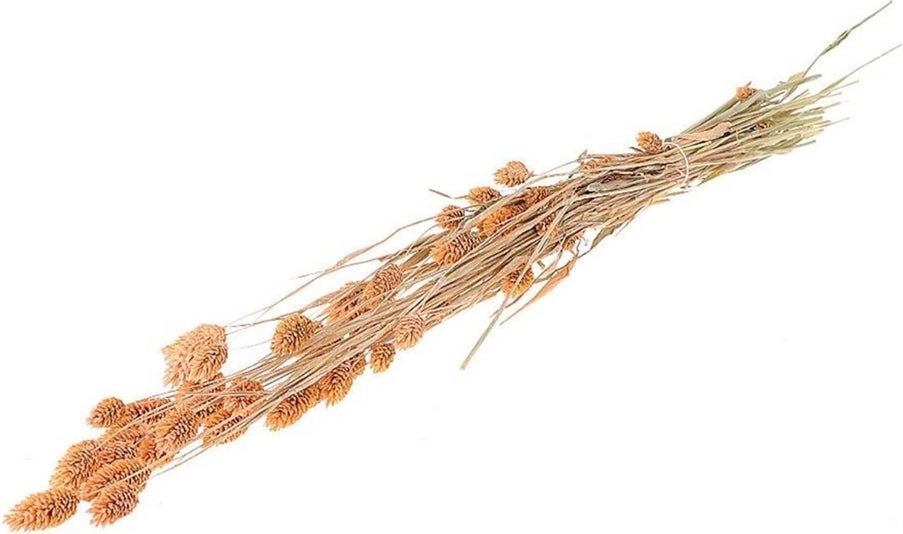 Droogbloemen bos Phalaris geel H 55 cm