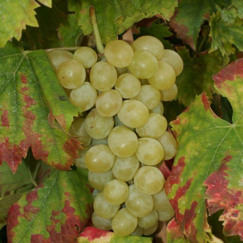 Collection 3 vignes - conteneur 3l - taille 30/60cm