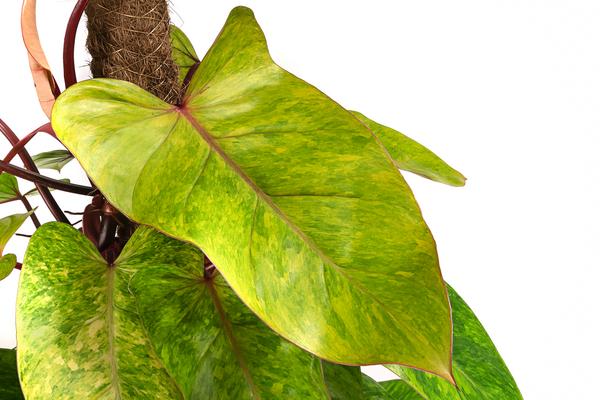 Baumfreund - Philodendron 'Painted Lady'