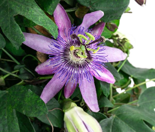 Passionsblume, Pyramide, verschiedene Sorten