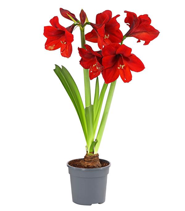 Amaryllis - Hippeastrum-Hybride, zweitriebig,