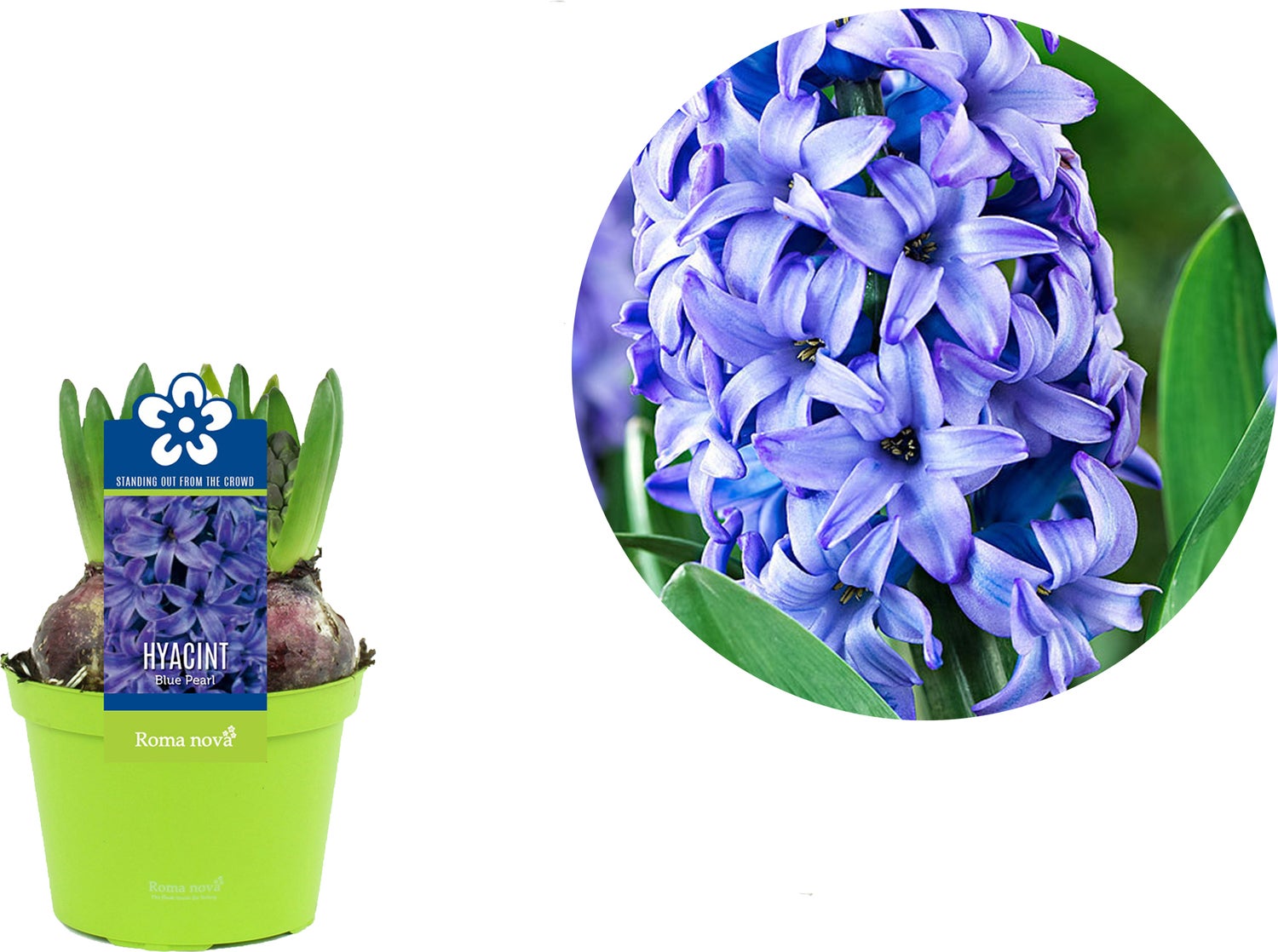 Hyacint (Hyacint 'Blue Pearl') D 12 H 12 cm