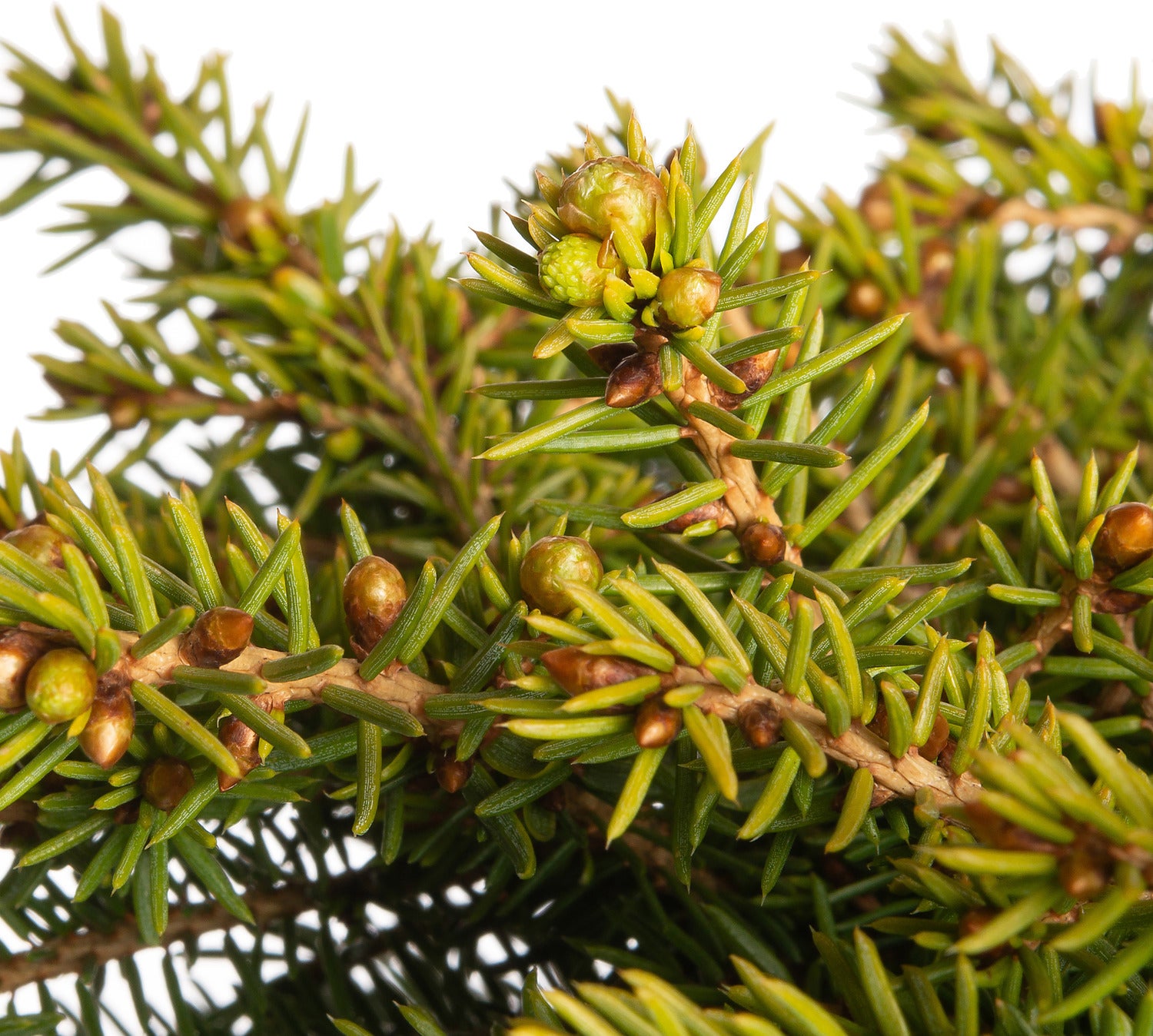 Fijnspar (Picea abies 'Little Gem') D 17 H 15 cm