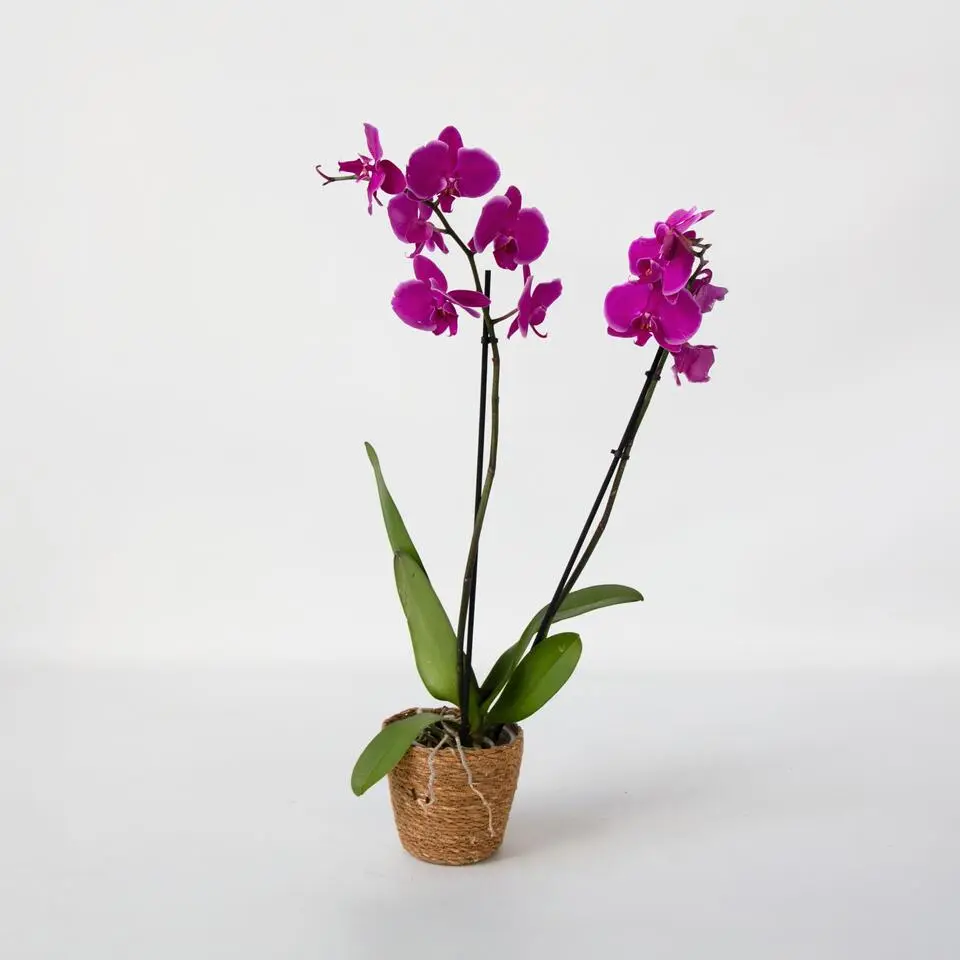Orchidee - Phalaenopsis - Hoogte 50-60cm - ⌀12cm