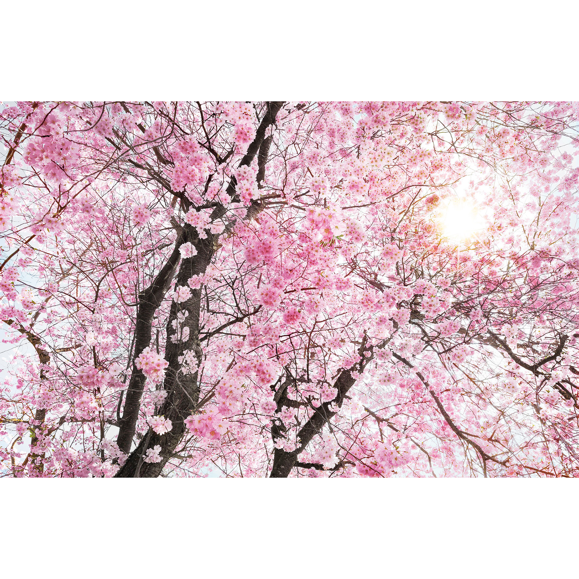 Vlies-Fototapete BLOOM - rosa-braun-weiß - 400x260 cm
