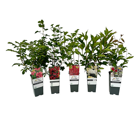 Naturschutzhecken-Set, 5er, rot-weiß