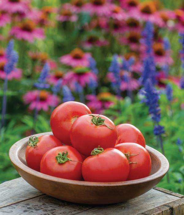 Fleischtomate, rot